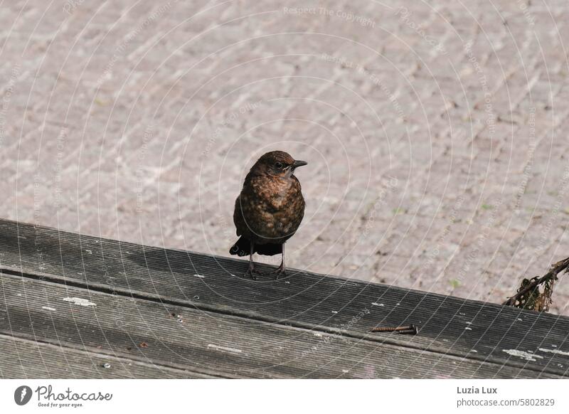 A young blackbird has settled on a park bench, with a few rusty nails lying in front of it Park bench Bench Wood Bird Blackbird Spring Seating Sit Break
