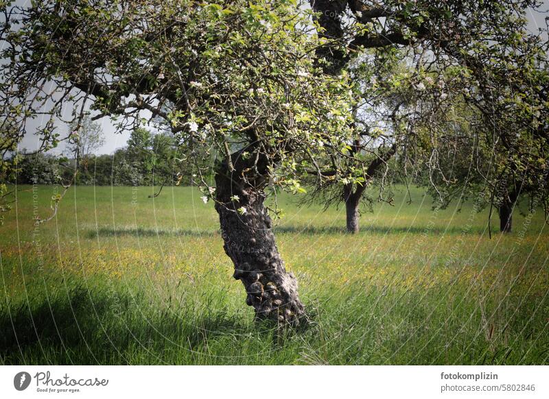 old blossoming apple tree Apple tree Blossoming Meadow Tree Nature Spring Apple blossom Old Tree trunk Fruit trees Field pretty Unwavering Force gnarled