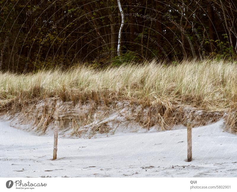 Dune symmetry duene Sand Beach Baltic Sea Wooden Symmetry structures phase Grass Birch tree wooden posts three Ocean Landscape sea noise Marram grass