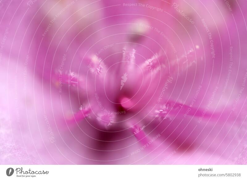 Flower macro in pink Blossom Pollen Macro (Extreme close-up) Spring Stamp Pink Blossoming Detail Shallow depth of field Growth abstraction Abstract Delicate