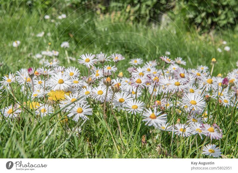 gaenseBluemchen Daisy Flower flowers Nature Plant Blossom heyday Garden Spring flora Blossom leave Beauty & Beauty Close-up Green Botany Bellis perennis Meadow