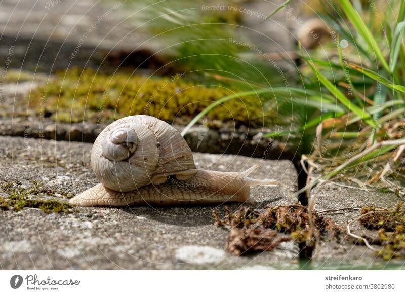 A camera??? Quickly away! Crumpet Vineyard snail housing worms housing snail Animal Mollusk molluscs Snail shell Nature Feeler Slowly Close-up Exterior shot