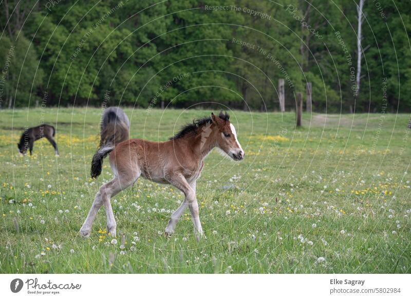 Happy foal in the pasture Foal Horse Exterior shot Meadow Grass Colour photo Baby animal Animal portrait Farm animal Day Deserted Landscape Willow tree Brown