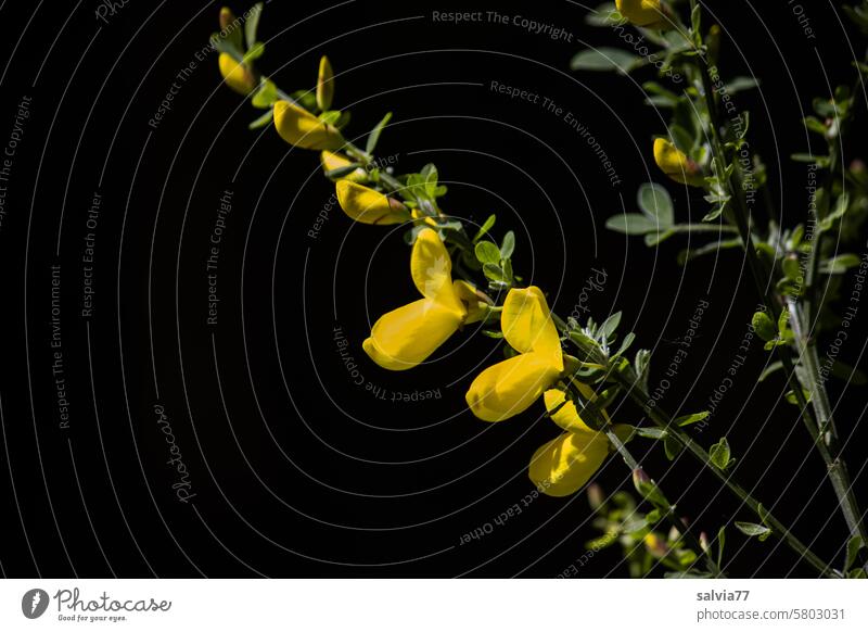 bright yellow broom flowers Broom Broom blossom Broom twig Yellow Contrast Background dark Isolated Image Nature Plant Blossom Blossoming Close-up Deserted