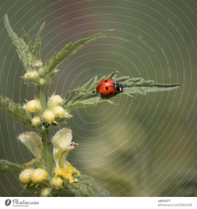 Lucky you, seven-spot ladybug sitting on a golden nettle leaf symbol Ladybird Beetle Nature Insect Seven-spot ladybird Colour photo Happy