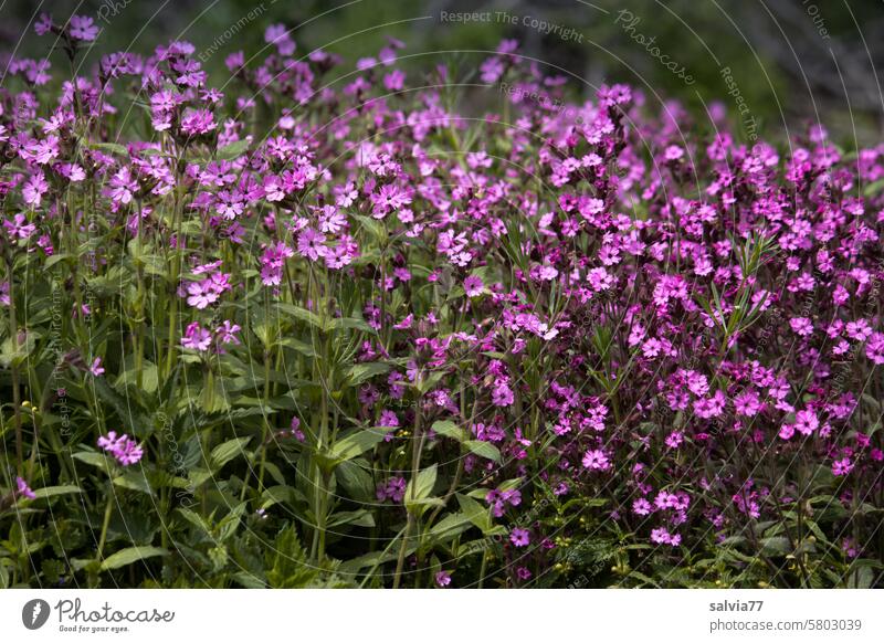 Sea of flowers in pink red campion White campion Blossom Flower Colour photo blossom Blossoming Plant Nature Garden Deserted pretty Meadow Pink purple Green