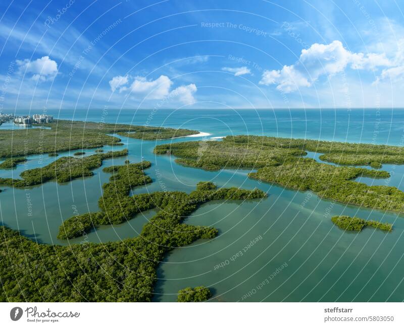 Blue sky over the mangrove tree waterway off the Gulf of Mexico blue sky Naples Florida mangroves coast coastal landscape ocean sea summer emerald water