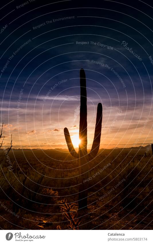 Evenings in the land of cacti Saguaro Desert Clouds Cactus Hiking vacation Tourism Vacation & Travel Landscape Sky Environment Day daylight Nature prickles