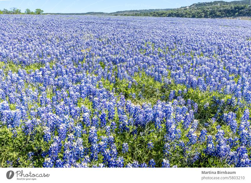 Huge meadow covered with blue bonnets in Texas lupinus texensis blue bonnet flower nature wild blanket refreshing wildflower prairie abundance bluebonnets wide