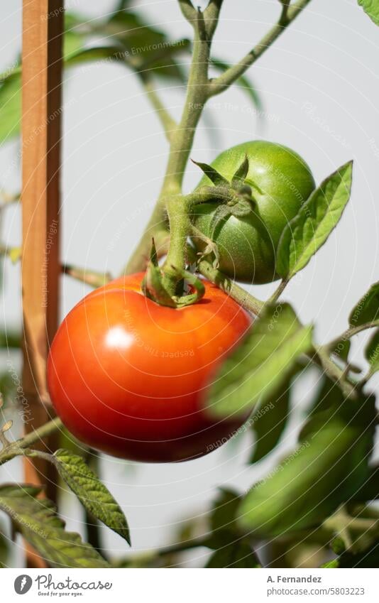 A tomato plant with a red ripe tomato and a still green tomato fruit. Concept of growing vegetables at home. agriculture branch cherry closeup crop cultivate