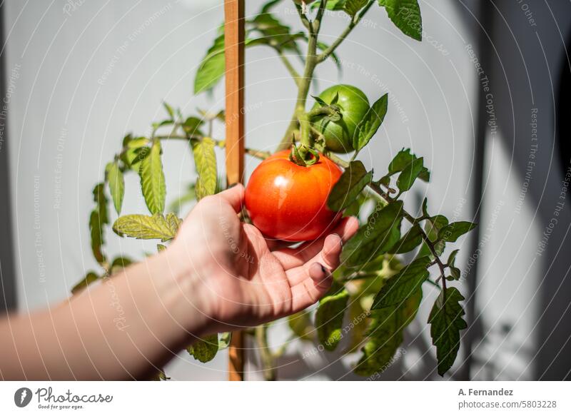 A hand grabbing a red ripe tomato on a plant with still green tomato fruits. Concept of growing vegetables at home. agricultural agriculture bio branches cherry