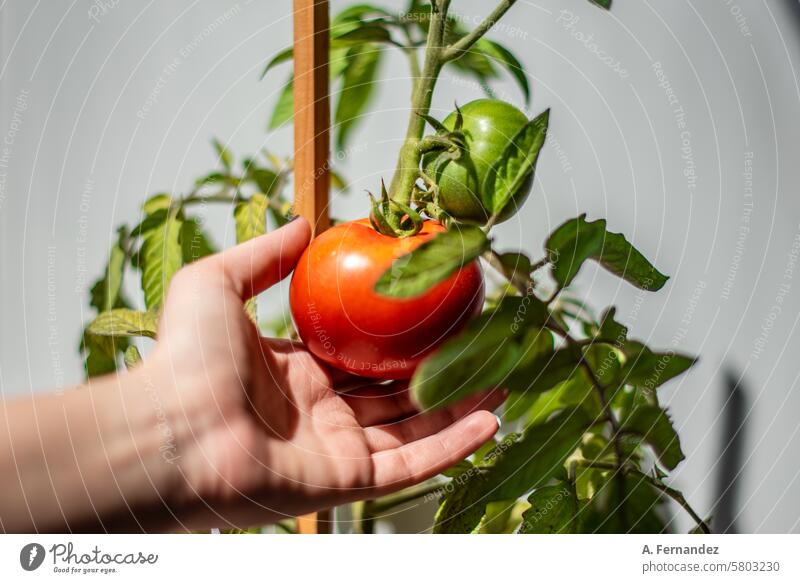A hand grabbing a red ripe tomato on a plant with still green tomato fruits. Concept of growing vegetables at home. agricultural agriculture bio branches cherry