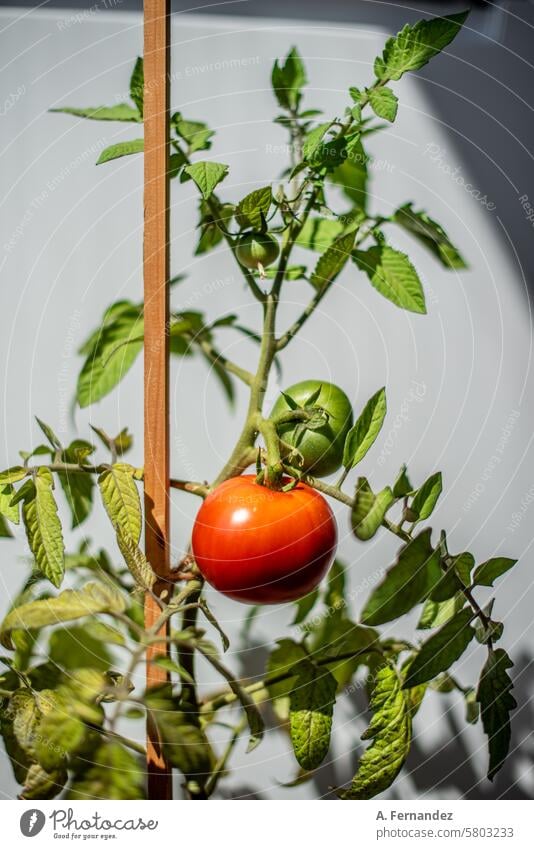 A tomato plant with a red ripe tomato and a still green tomato fruit. Concept of growing vegetables at home. agriculture bio branch cherry cultivate cultivation