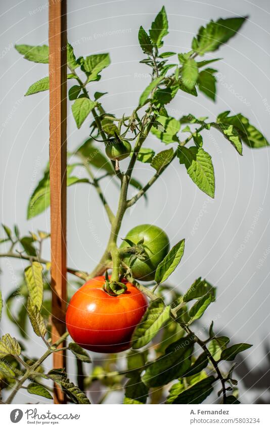 A tomato plant with a red ripe tomato and a still green tomato fruit. Concept of growing vegetables at home. agriculture branches cherry cultivate cultivation