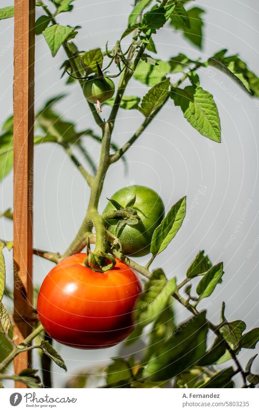 A tomato plant with a red ripe tomato and a still green tomato fruit. Concept of growing vegetables at home. agriculture branches cherry cultivate cultivation