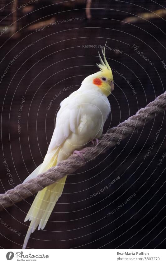 Cockatiel on a rope cockatiel Bird Pet House bird Bird's cage Rope sedentary feathers White Yellow plumage Bright pretty Beak Grand piano Cockatoo Parrots