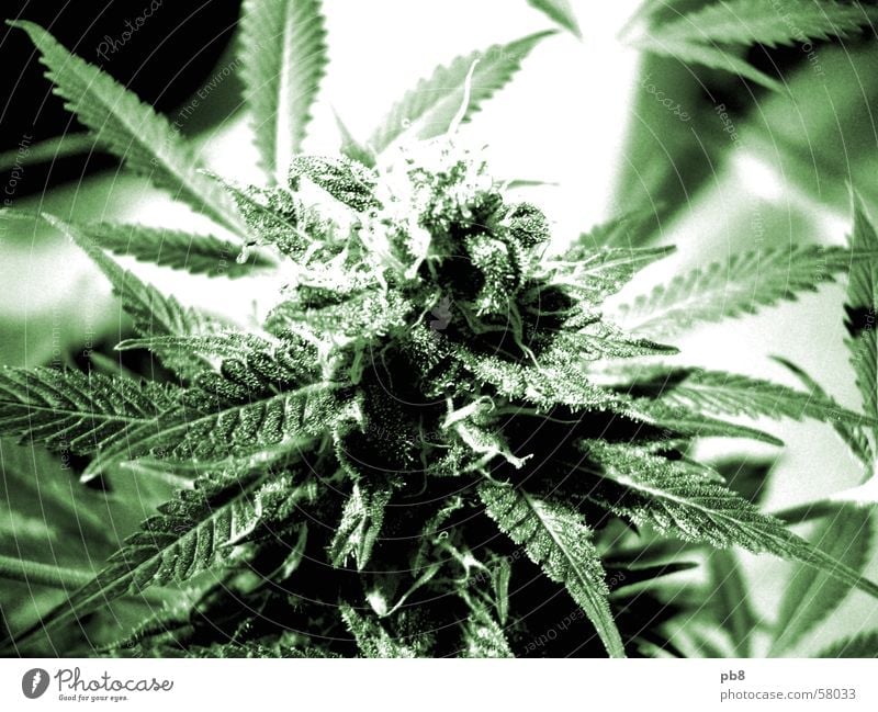 homegrown Plant Blossom Leaf Green Cannabis thc