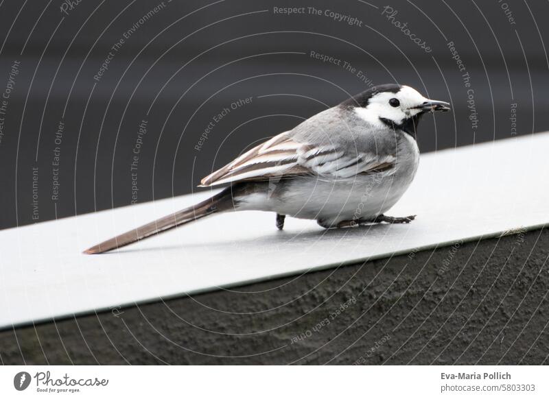 White wagtail sitting in front of a gray background Wagtail Pied wagtail family Gray Black sedentary Wall (barrier) garden wall Bird Wild bird bird protection
