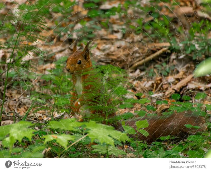 Squirrels foraging on the forest floor Feed Foraging Woodground Forest Mixed forest Swede Nature Close-up naturally Cute oakhorn wildlife Wild animal animals