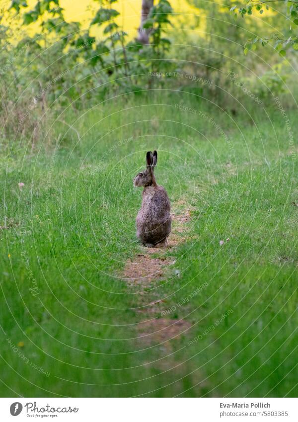 Hare sitting on a field path rabbit Hare & Rabbit & Bunny Animal Wild animal hare wildlife off the beaten track sedentary Looking waiting Deserted Nature