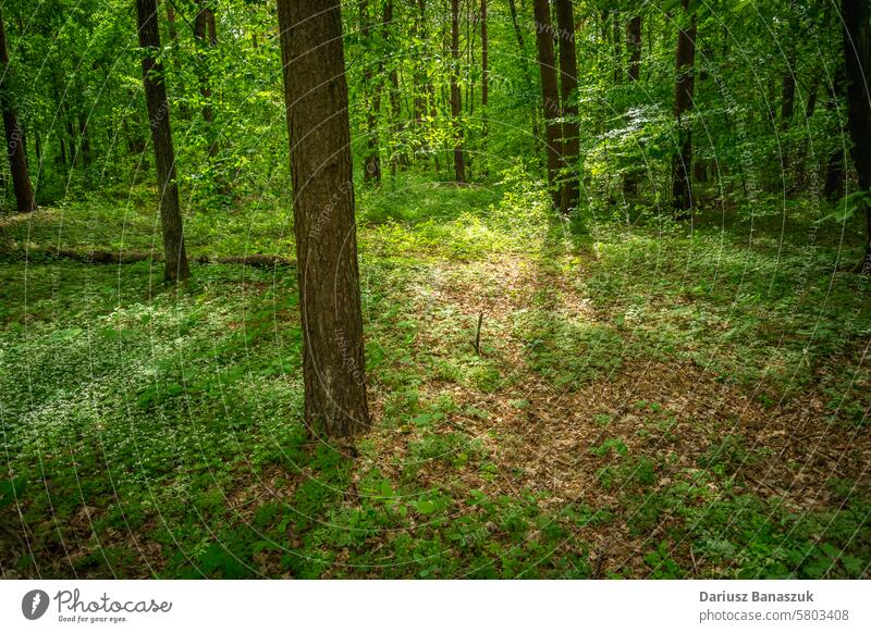 Sunlight in the green forest, view in eastern Poland tree sunny leaf fresh spring woodland nature outdoor park plant horizontal photography sunlight poland