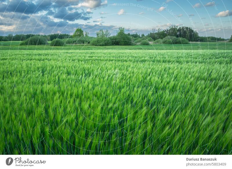 Large green barley field, view in eastern Poland growth landscape sky wheat spring meadow rural grain nature agriculture plant countryside food summer grass