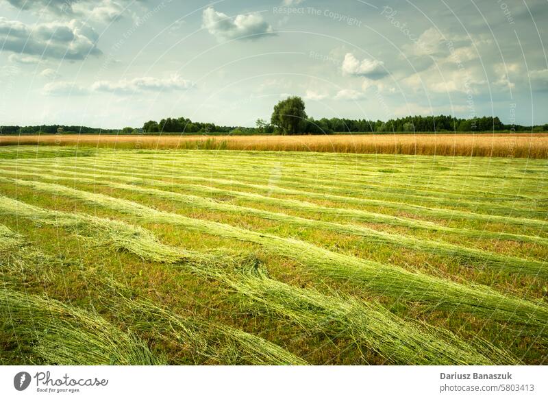 Summer mowing of meadows, view in eastern Poland harvest hay rural field green grass nature summer country agriculture countryside landscape cloud sky