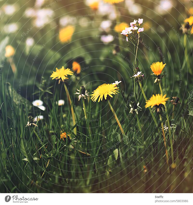 Dandelions blooming in a spring meadow common dandelion blossom Meadow Green Yellow yellow flowers blossoms wild flowers Wild flowers to the sun spring flowers