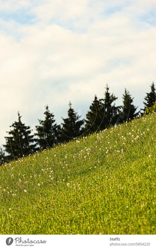 grassy hill Hill obliquely oblique view Overgrown puff flowers Meadow spring meadow Grass meadow hilly idyllically Idyll Green Weather spring weather