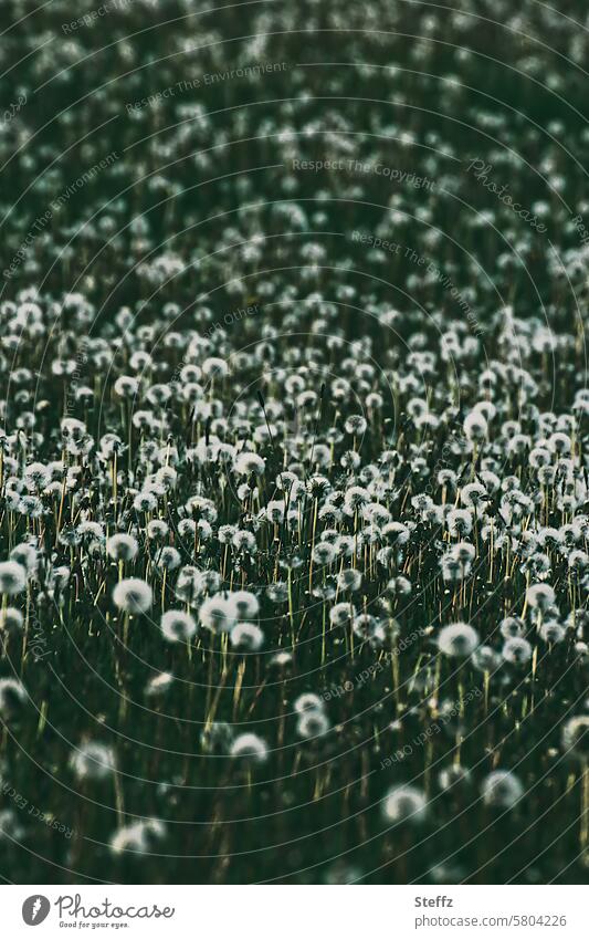 an army of dandelions puff flowers Many spring flowers wild flowers wildflower meadow Faded fade wild plants spring meadow abundance variety quantity