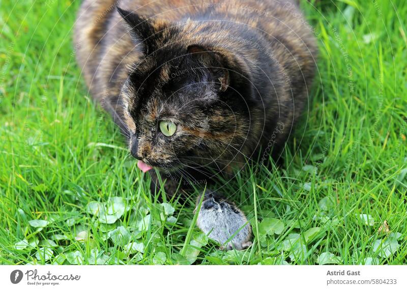 A tortoiseshell cat has caught a mouse and is happy to eat it Cat Mouse Prey catch Tortoiseshell cat tricolor cat Pet rodent Loot Catch Meadow Grass pleased