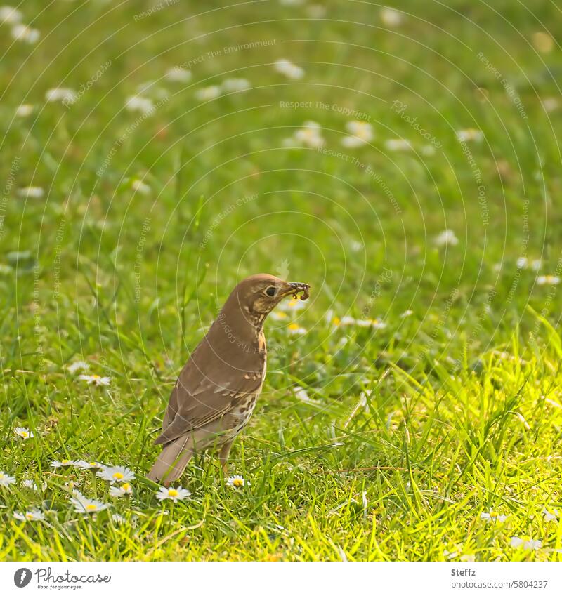 the early bird Bird Song Thrush Worm Catch Throstle songbird Foraging Meadow spring meadow Daisy daisy meadow spring feeling Shaft of light Idyll idyllically