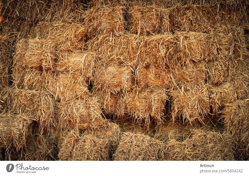 Dry straw bale and agricultural byproducts. stacked yellow straw bales for animal fodder and livestock bedding. Straw bales in sustainable farming. Agricultural byproducts. Agricultural practices.