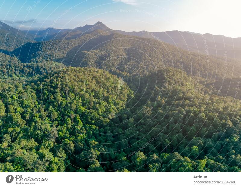 Aerial view of lush green trees in forest on mountains. Dense green tree captures CO2. Green tree nature background for carbon neutrality and net zero emissions concept. Sustainable green environment.