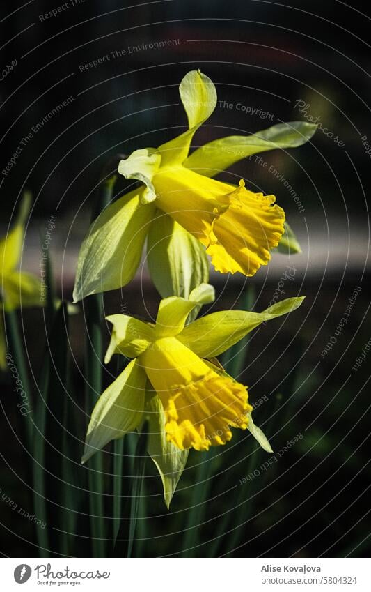 just a daffodil yellow flower daffodils spring flower close up Narcissus Nature Garden plants garden greens