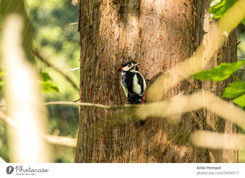 Woodpecker on tree Forest Nature Tree leaves Life Plant
