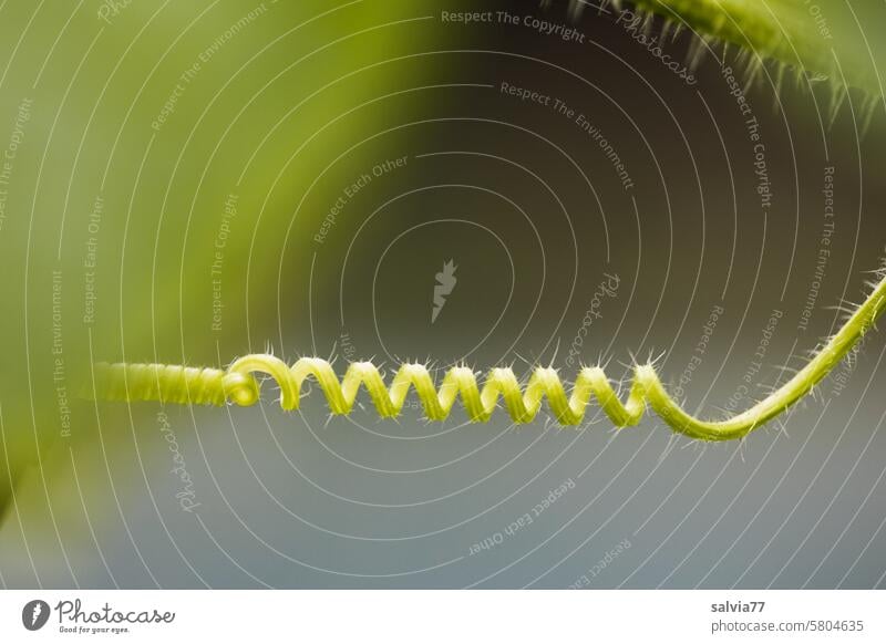 cross connection Nature Spiral Tendril Green Rotate Plant spirally whorls Abstract Part of the plant shoot tendril Thin Across Rotated pilous Leaf