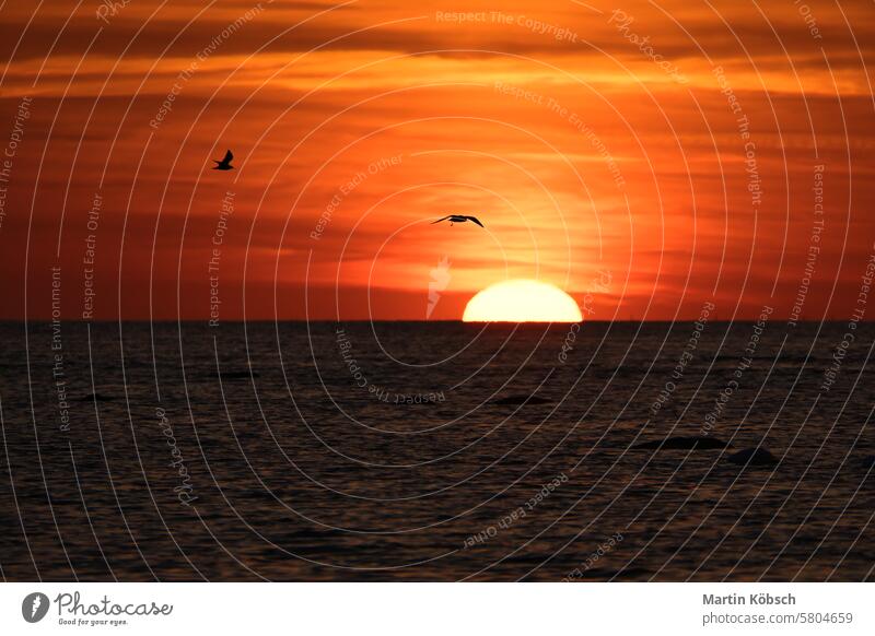 Sunset on the horizon of the Baltic Sea. Orange sun sinks into the water. Romantic sunset sunbeams sunshine reflection wavy coast romantic travel nature Swarm