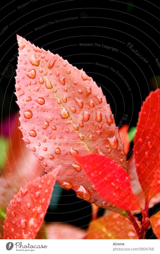 Everything will be fine | The rain has stopped Glittering Leaf Autumnal raindrops Red sparkle water pearls Fresh Garden Esthetic summer rain Nature naturally