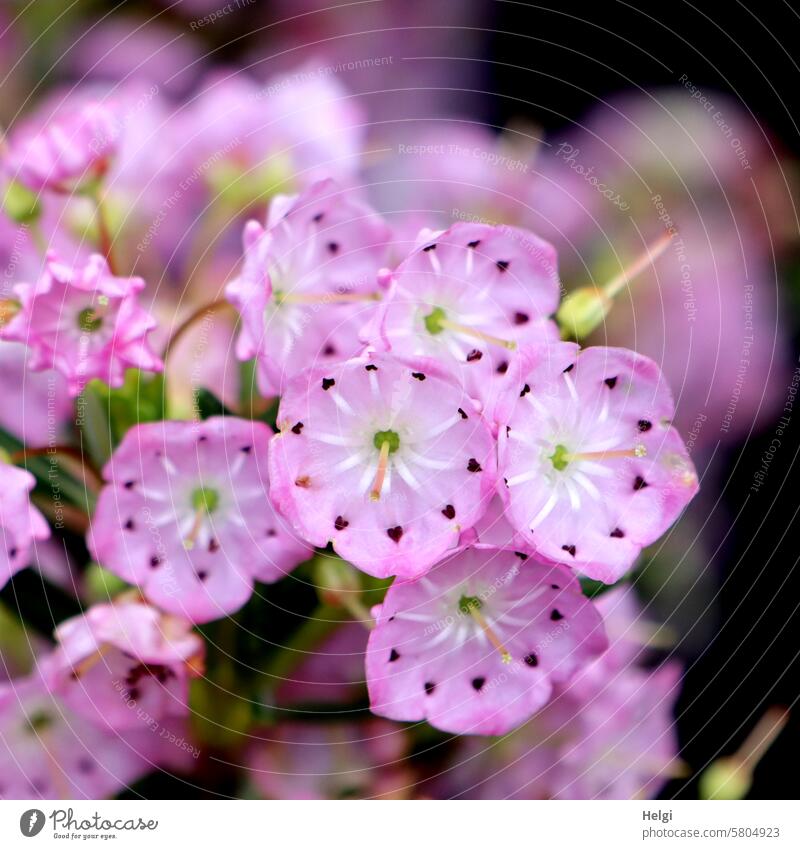 small pink flowers Flower Blossom blossom wax Small Pink Plant Garden Colour photo Deserted Delicate Exterior shot Detail Close-up Blossoming Bay Rose