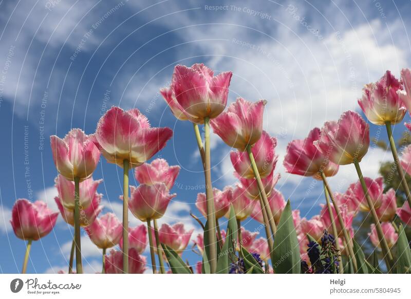 Blooming tulips from the frog's perspective Tulip Flower Blossom Spring Spring flower Worm's-eye view Leaf Stalk Sky Clouds Beautiful weather Plant Colour photo