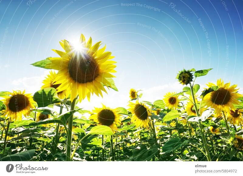 Sunflower field backlit from the frog's perspective Flower Helianthus annuus Tongue blossoms Yellow Summer Agriculture solar star Backlight shot Blog Field