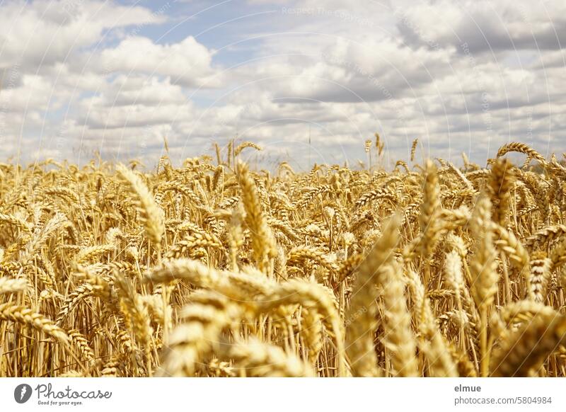 Cloudy sky over a wheat field with ripe ears / Harvest time Wheat Wheatfield Grain harvest season Agriculture Ear of corn Summer Mature field economy Clouds