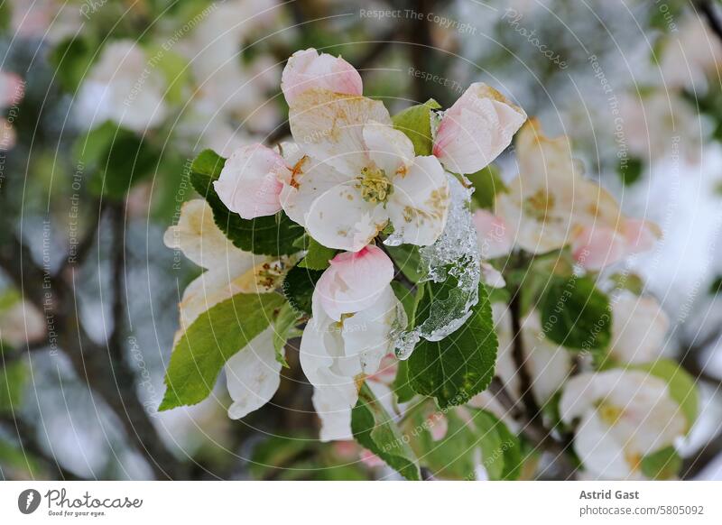 Apple blossoms with icicles. Cold weather in spring causes fruit blossoms to freeze. Apple Blossom Apple tree Spring Snow snow Icicle Flower snowflakes Ice