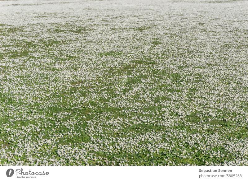 Thousands of daisy flower on green meadow field white plant grass spring nature lawn background summer bright floral camomile sun environment season beautiful