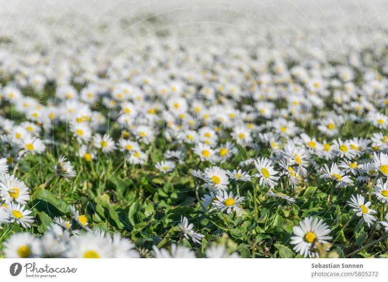 Thousands of daisy flower on green meadow shot with selective focus field white plant grass spring nature lawn background summer bright floral camomile sun