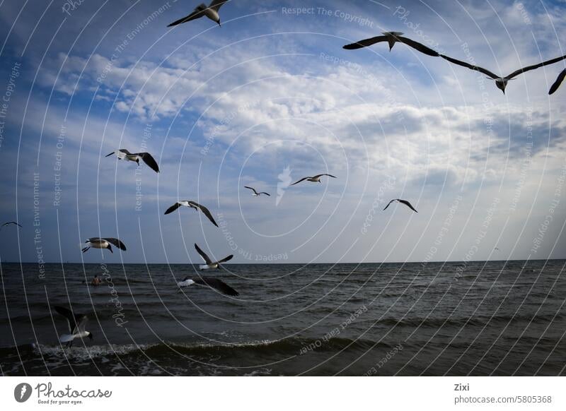 Seagulls flying over the water seagull Bird Ocean Blue Flying Sky