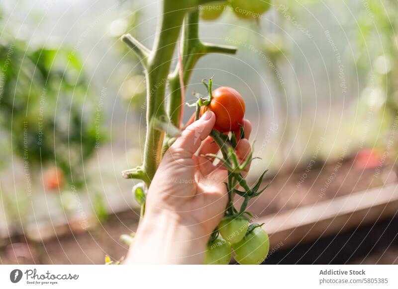 Hand Picking Ripe Organic Tomato in Greenhouse tomato organic greenhouse hand harvest ripe red unripe plant vegetation gardening anonymous horticulture