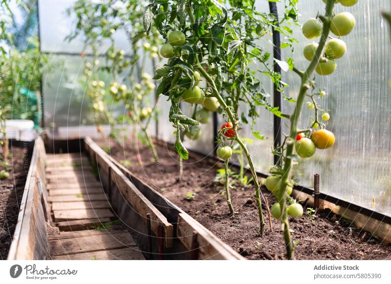 Organic Tomato Plants Flourishing in a Greenhouse organic tomato greenhouse agriculture plant ripe unripe gardening sustainable cultivation horticulture soil