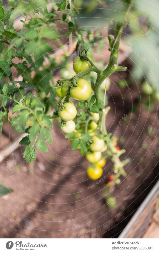 Organic Tomato Cultivation in a Sunlit Greenhouse tomato organic greenhouse cultivation agriculture plant vine yellow soil growth gardening horticulture healthy